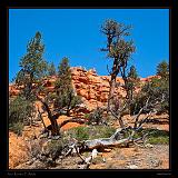 Red Canyon 03
